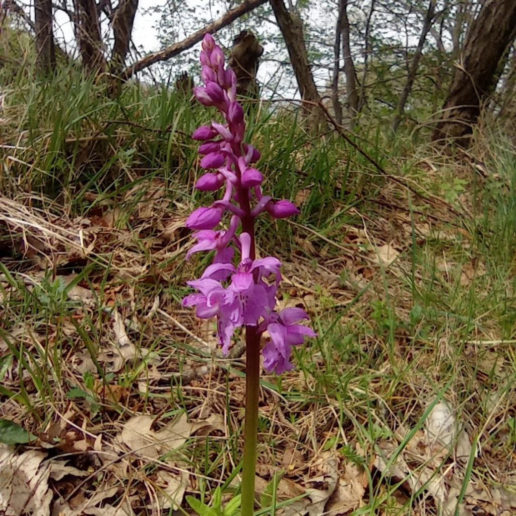 orchidee-Casentino